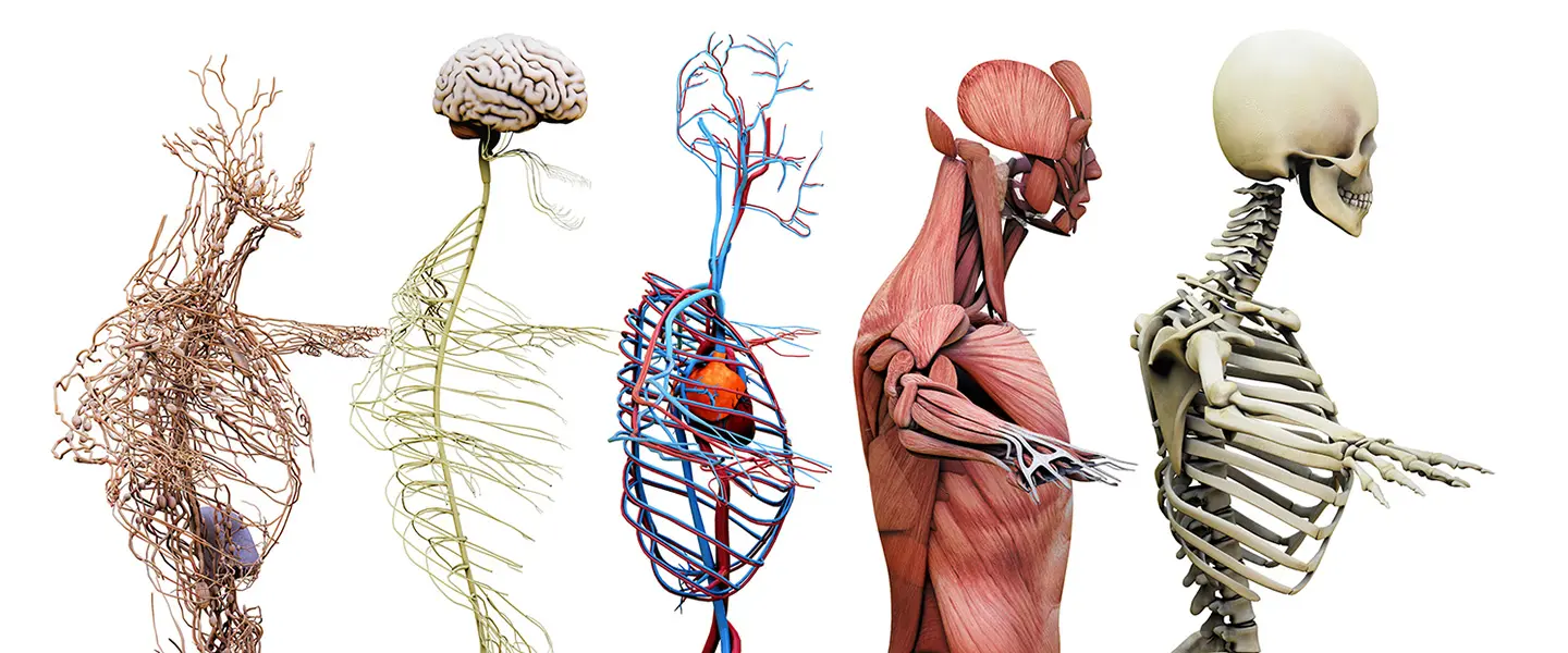 Anatomie_en_fysiologie_leerpad__1440x600.png